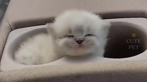 Funny cats part 3