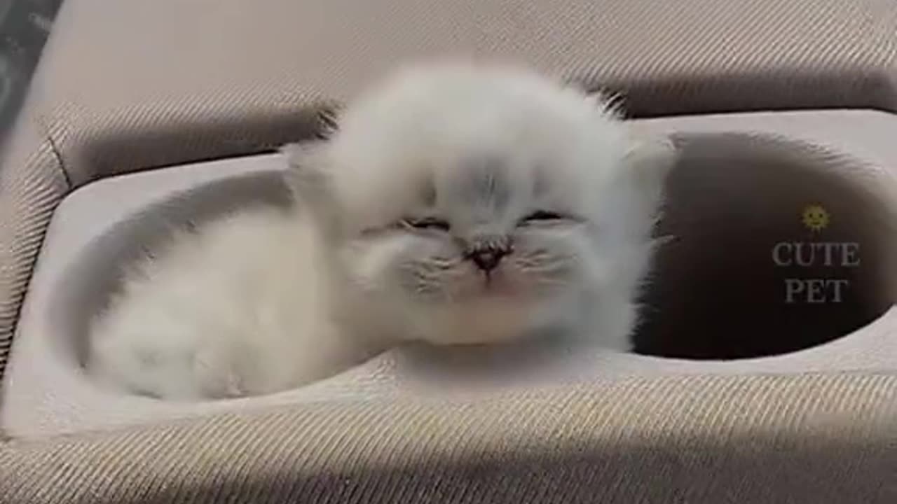 Funny cats part 3