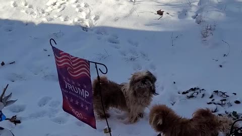 Our Dogs Rocky and Princess