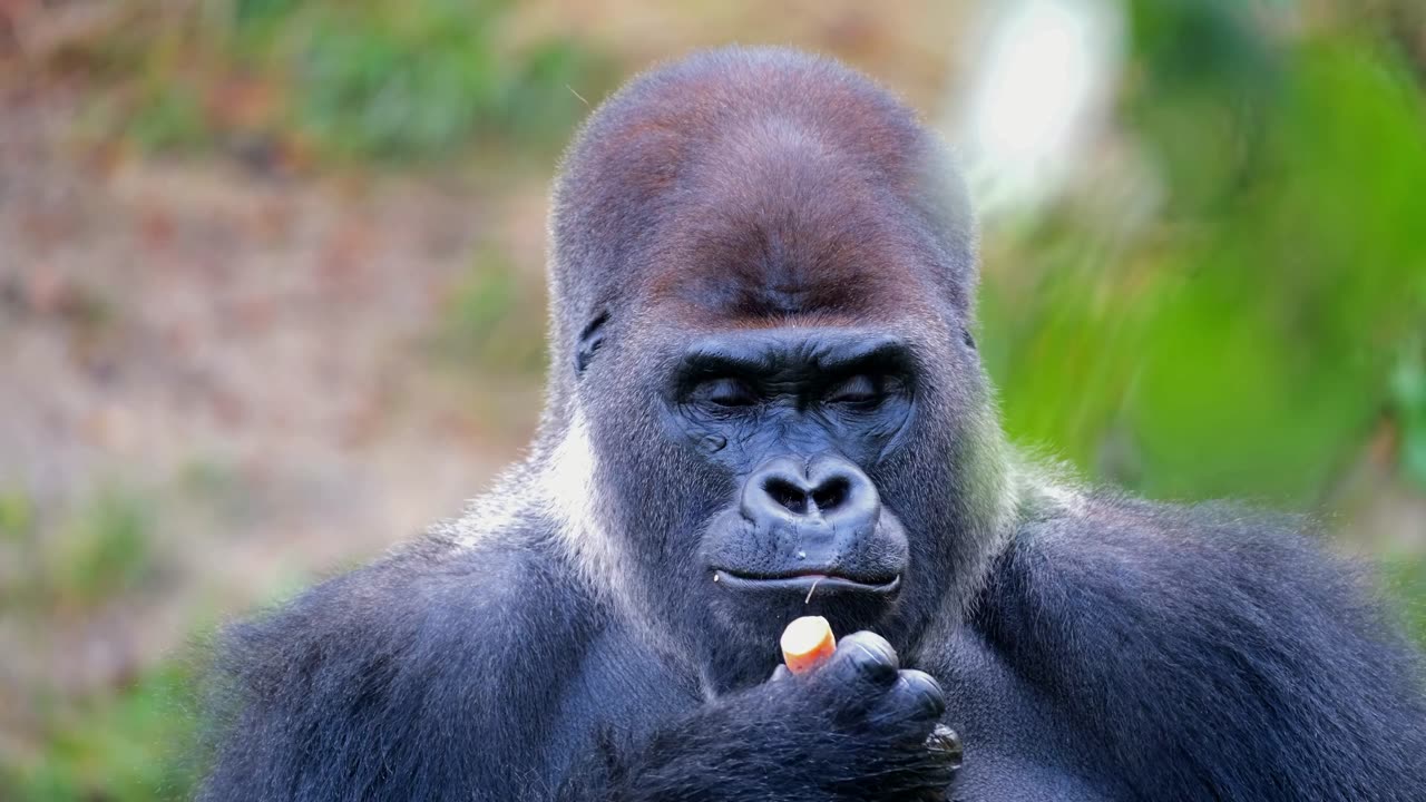 Gorilla