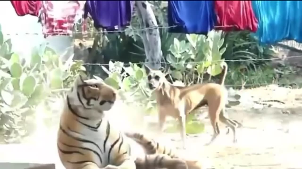 Troll Prank Dog Funny & fake Lion and Fake Tiger Prank To dog & Huge Box Prank to dog