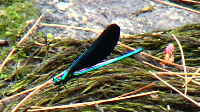 Damselfly