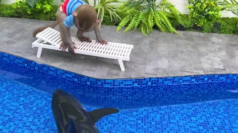 Bon Bon playing in the pool with baby sharks.