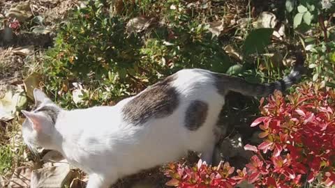 Spotted cat mother for her kittens