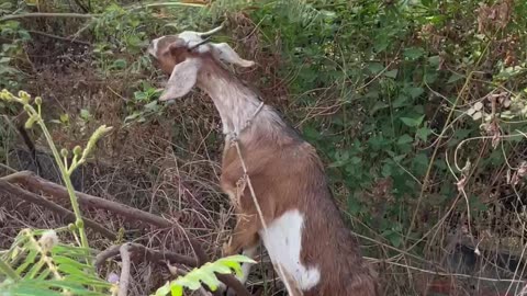 so beautiful goat, so cute and love goat5