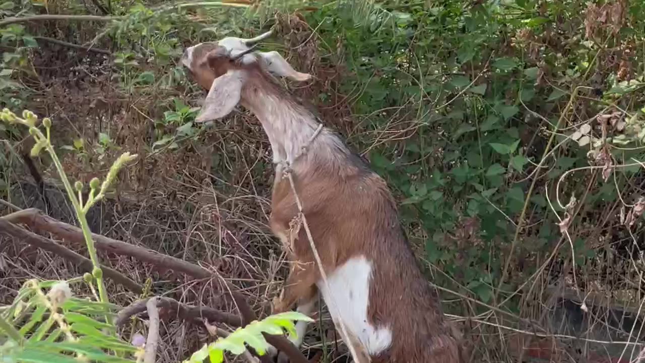 so beautiful goat, so cute and love goat5