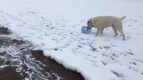 Видео тигр против алабая