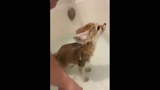 Baby fox bath time