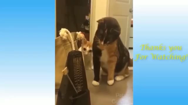 funny and cute cat's life