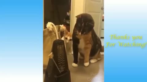 funny and cute cat's life