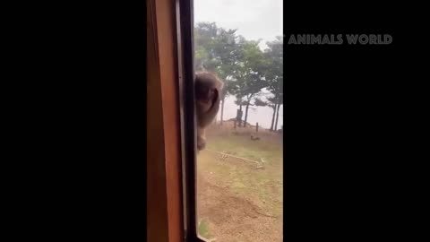 New funny animals 😂 if you laugh you out