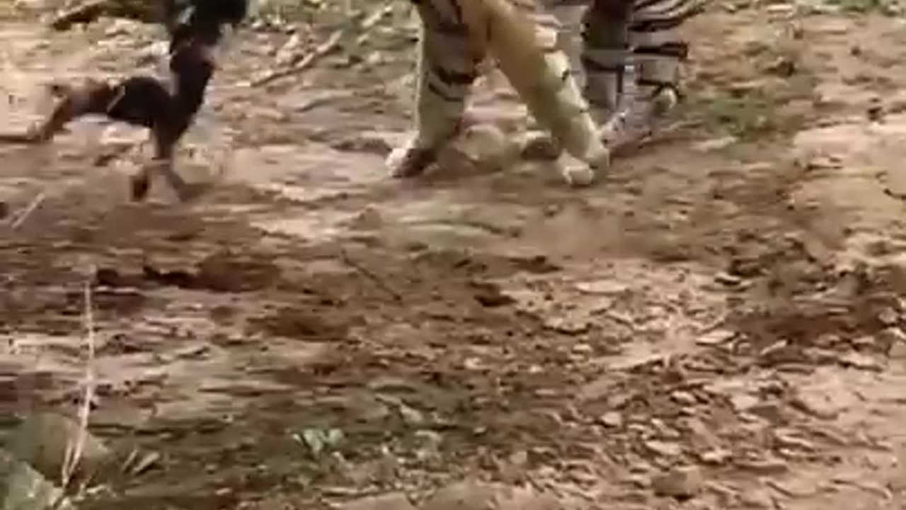 Tiger attack on dog 😱😱