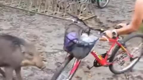 25 Incredible animal attack. Hilarious and scare moments.