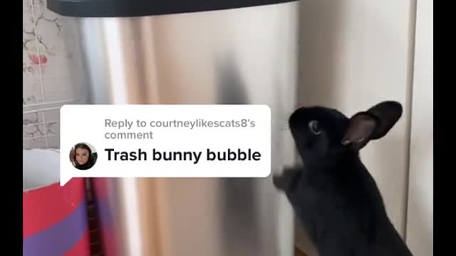 Reply to courtneylikescatsa's commentTrash bunny bubble