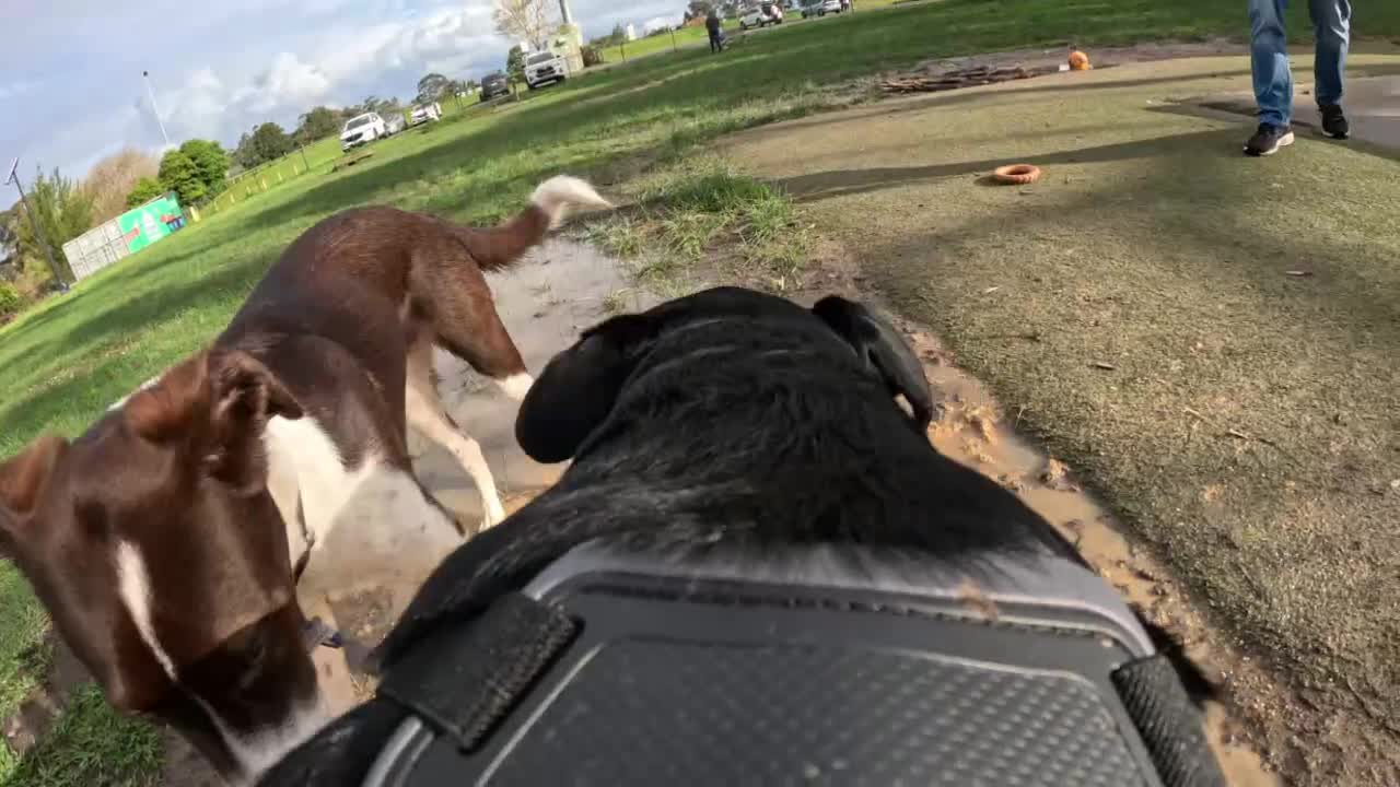 Dogs Eye View (GoPro dog harness)