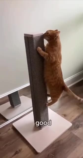 Feline exercise room