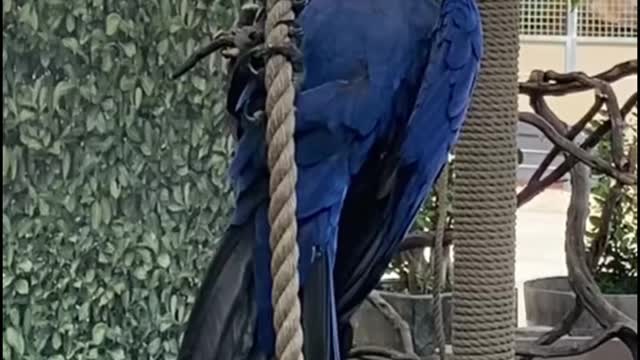 Are all these parrots comedians?