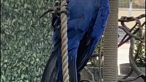 Are all these parrots comedians?
