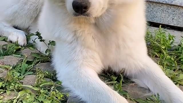 Samoyed jam