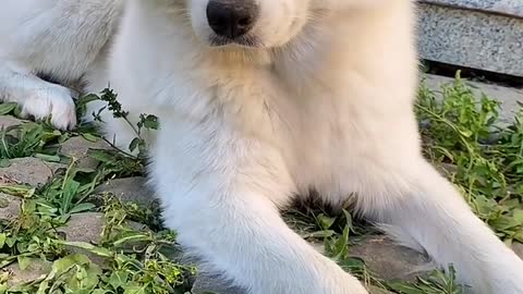 Samoyed jam