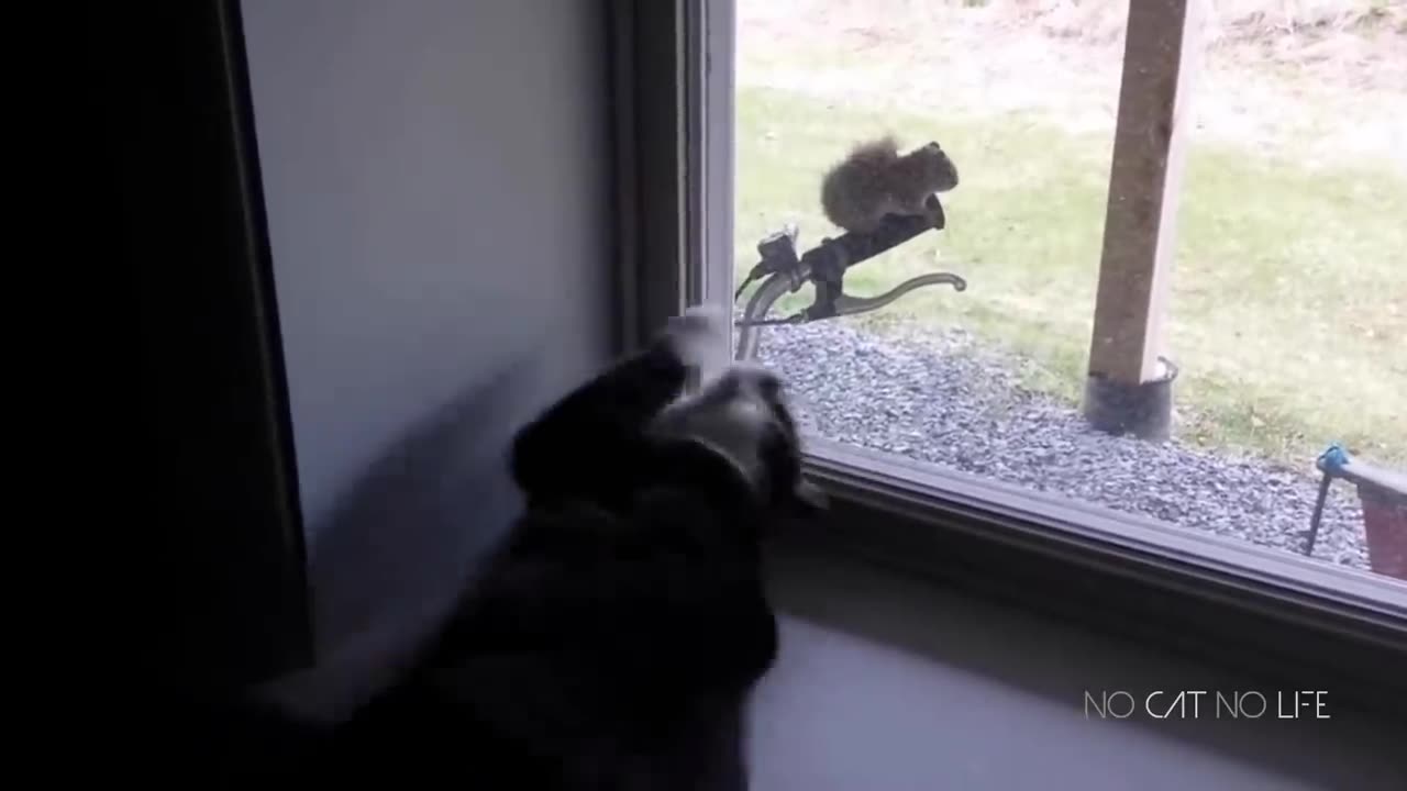 Funny Cats Compilation (Most Popular)