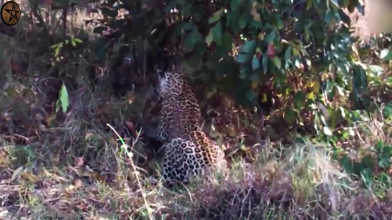 LEOPARDS FIGHTING WRONG OPPONENT // MUST SEE // NATURE