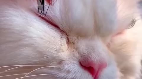 DO YOU THINK this CAT looks CUTE 😱 | Wholesome Moments