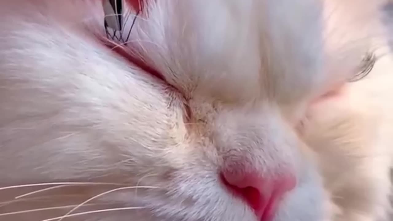 DO YOU THINK this CAT looks CUTE 😱 | Wholesome Moments