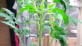 1 Week Update ♡ Hydroponic Tomatoes