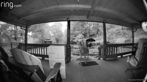 Deer 🦌 NW NC at The Treehouse 🌳 Lady stops by for a bedtime kiss 💋 #ringtv