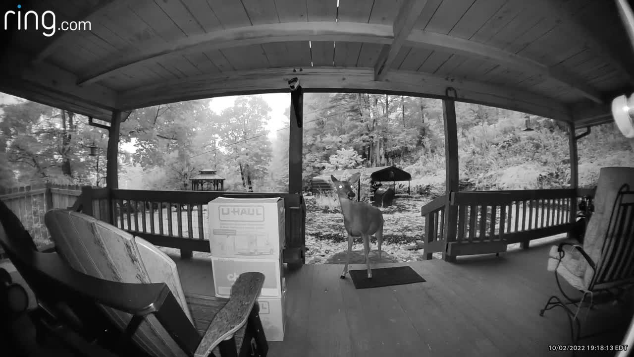 Deer 🦌 NW NC at The Treehouse 🌳 Lady stops by for a bedtime kiss 💋 #ringtv