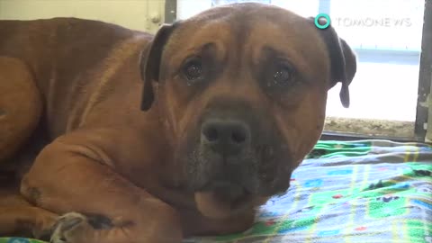 Crying dog breaks the internet’s heart — but this sad dog story has a happy ending - TomoNews