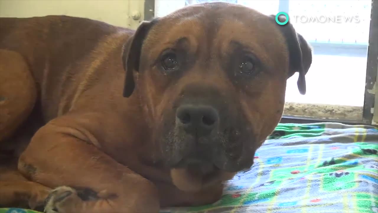 Crying dog breaks the internet’s heart — but this sad dog story has a happy ending - TomoNews