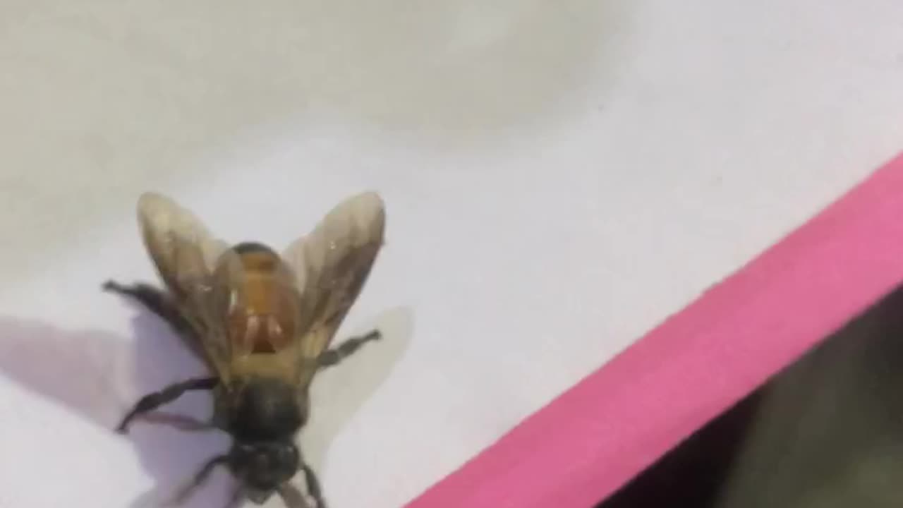 A bee 🐝 life