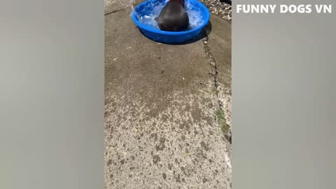 the funniest animal videos 2