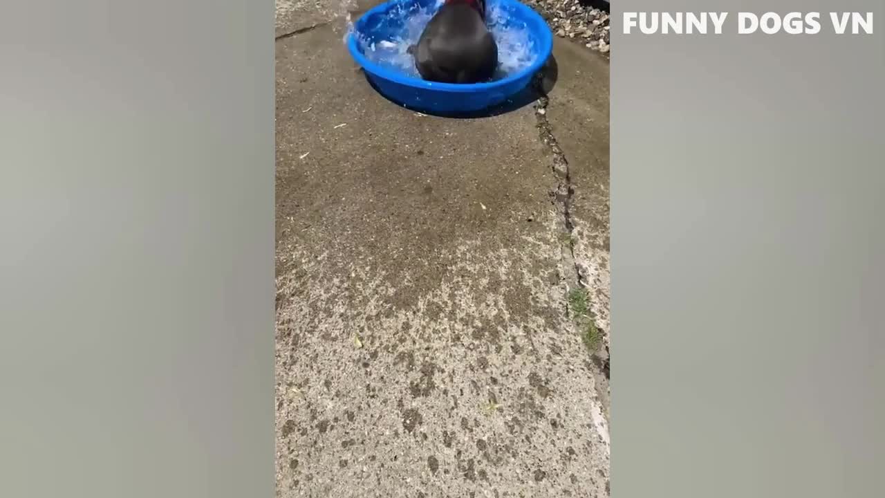 the funniest animal videos 2