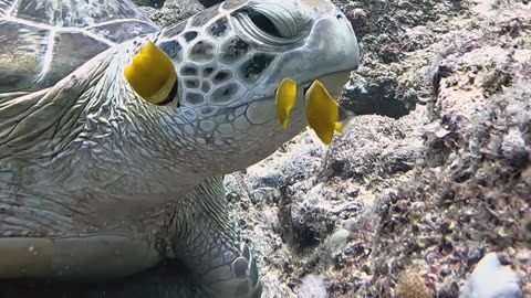 Fish Clean Turtle