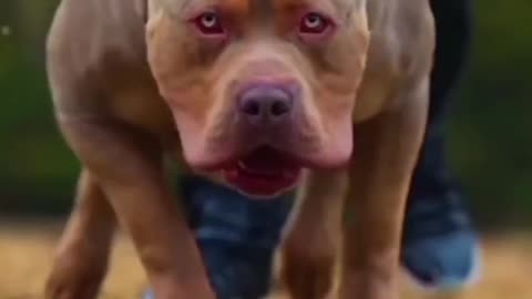 what an transformation of pitbull #shorts#firstshortvideo#trending#whatsapp#pitbull#dogs