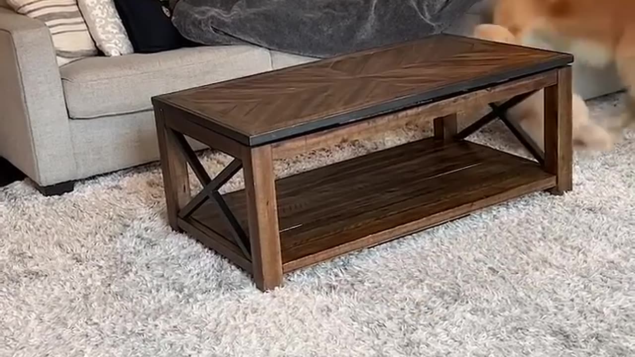 The Best Funny Cute and Doge Compilation #22