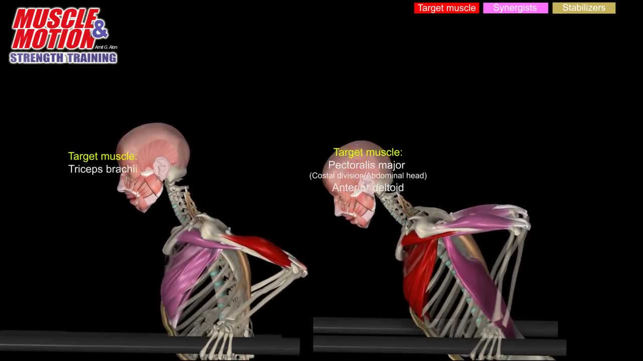 Dips - Variations with Target Muscles and Synergists