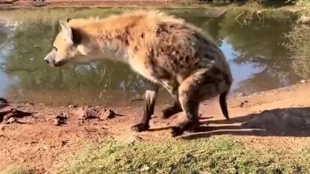 hyenas