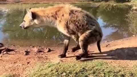 hyenas