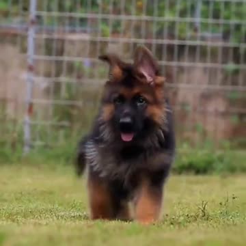 Say yes if you love german shepherd 🥰