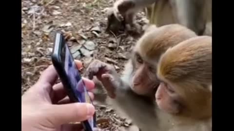 funny monkey video