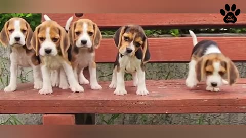 6 reasons to get a beagle | beagle puppies for sale | Puppy maintenance and behaviour