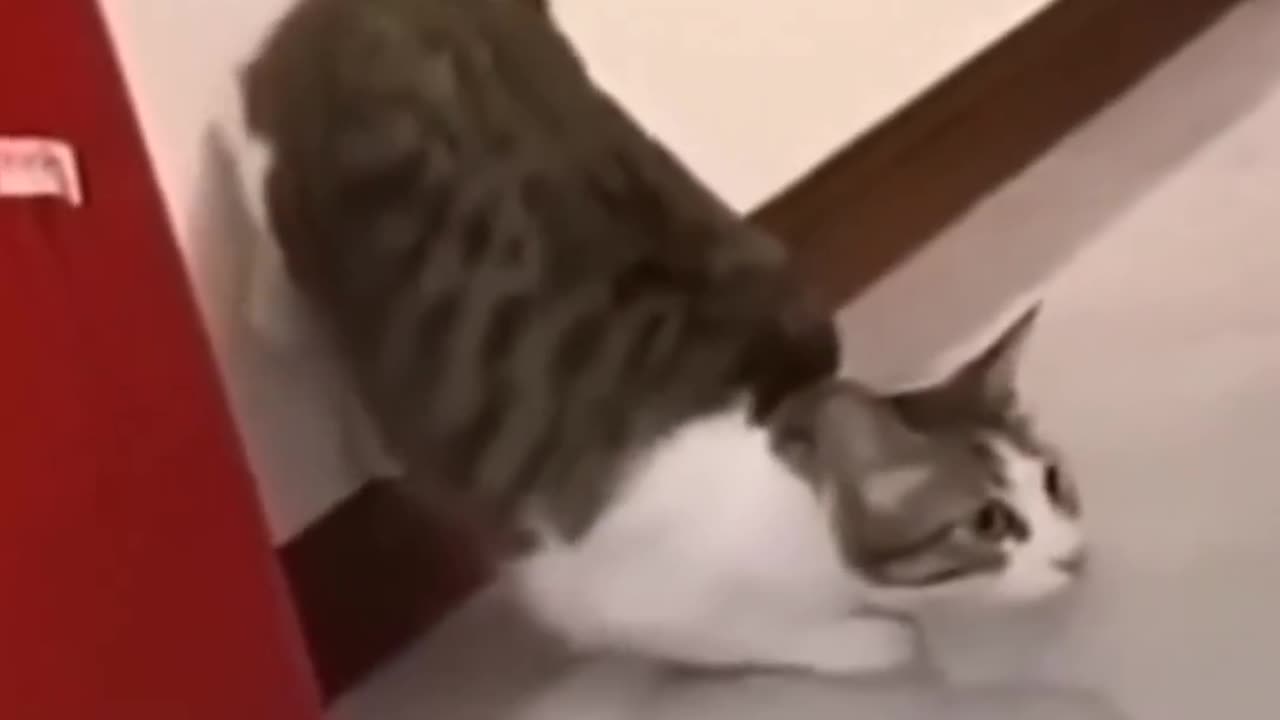 Funny video 😺🐈