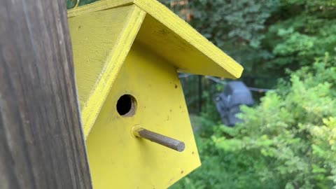 August 11, 2023 - A Second Batch of Baby Birdies