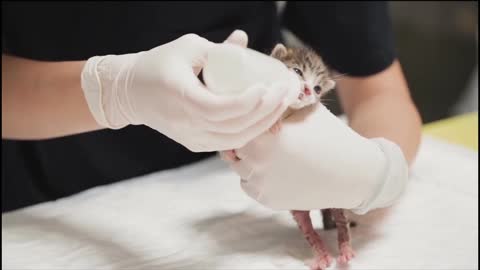 Kitten drinking Milk