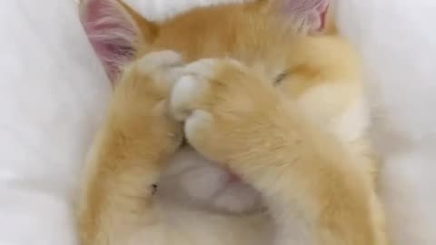 Funny Animals videos cat videos