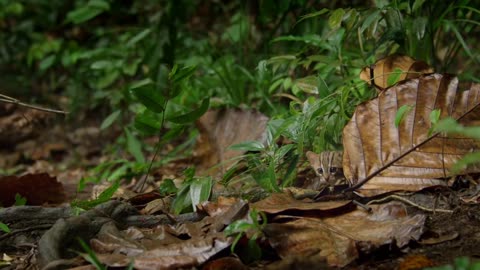 World's smallest cat 🐈- BBC